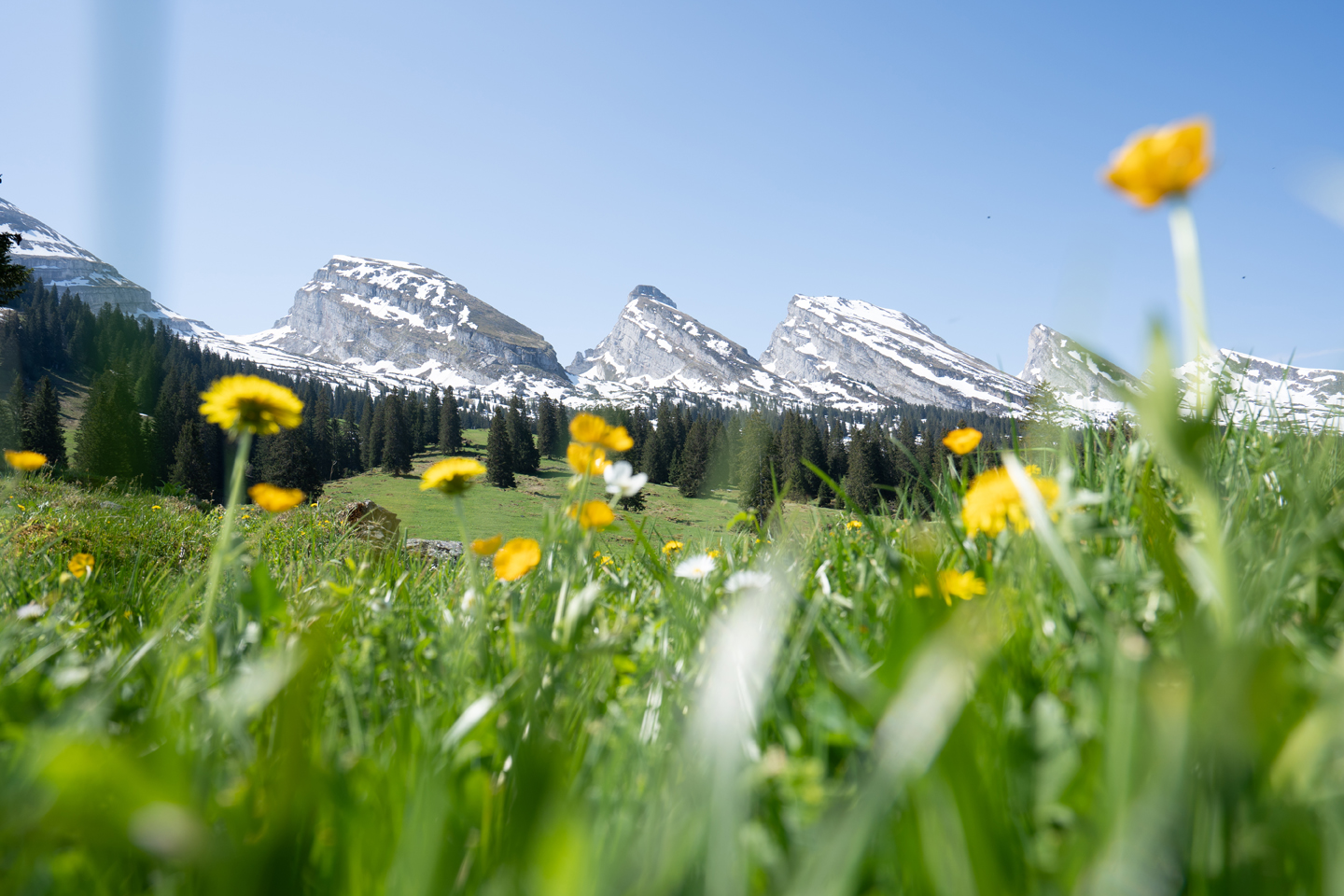 Foxtrail Funi Wildhaus Ostschweiz Header