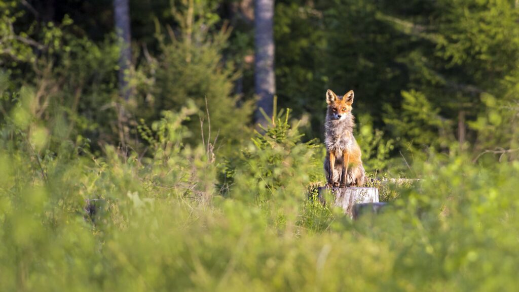 pexels erik karits 3722722 scaled e1698927431936