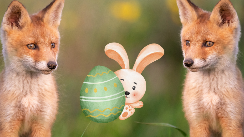 Fredy Fox on an Easter egg hunt 2 The True Story Fractured Fairy Tale 2024 03 18T151250.416 1