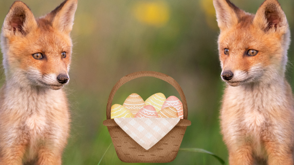 Fredy Fox on an Easter egg hunt 1 The True Story Fractured Fairy Tale 2024 03 18T151315.104 1