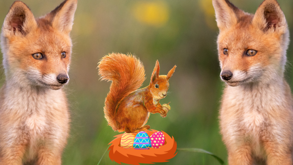 Fredy Fox on an Easter egg hunt 6 Untitled 2024 03 21T111643.607