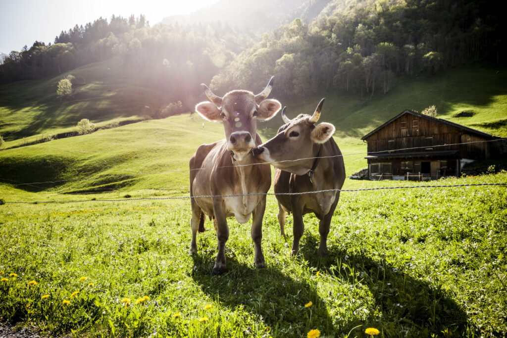 Langnau im Emmental: 6 fun facts you didn't know yet! 1 iStock 1124484804
