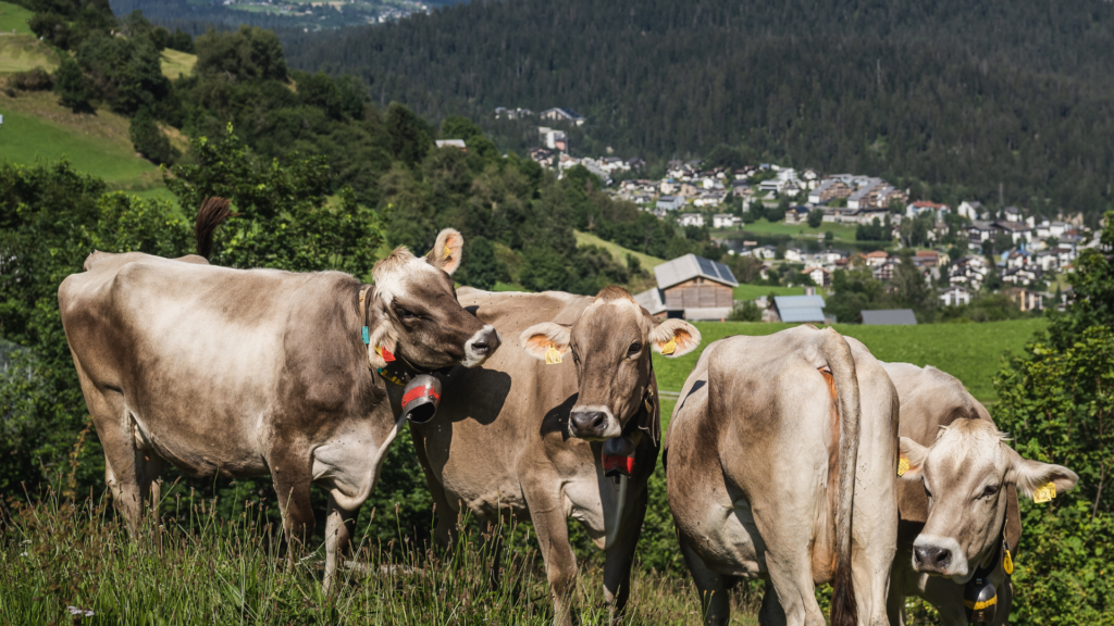 Les meilleurs Foxtrails pour la fête des mères 23 Untitled 2024 05 07T135551.112