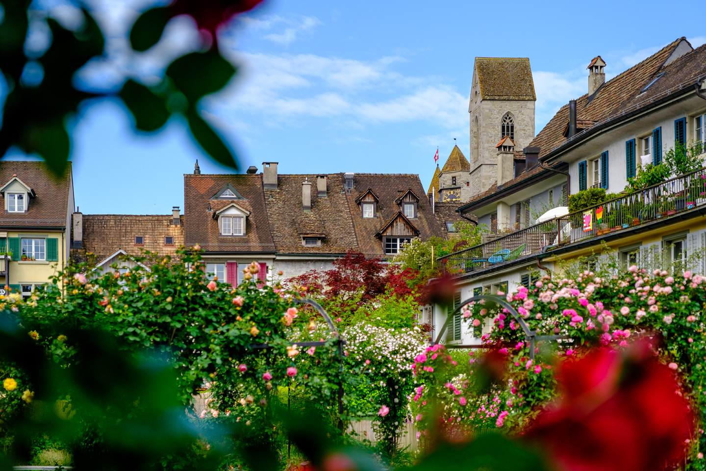 Foxtrail-Baccara-Rapperswil-Zrich-Ostschweiz-Rosenstadt-4 Foxtrail Baccara Rapperswil Zrich Ostschweiz Rosenstadt 4
